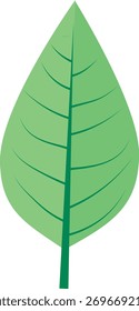 A symmetrical green leaf illustration featuring a prominent central vein and curved side veins.