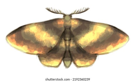 Symmetrical moth drawn with digital watercolors