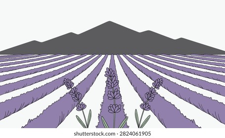 Symmetrical perspective view of purple lavender field rows leading towards a distant grey mountain under a clear sky.
