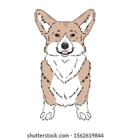 Symmetrical Vector illustration of Welsh Corgi dog breed. Hand drawn ink realistic coloured sketching isolated on white. Perfect for logo branding t-shirt design