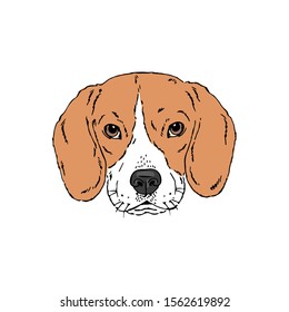 Symmetrical Vector portrait illustration of Beagle dog breed. Hand drawn ink realistic coloured sketching isolated on white. Perfect for logo branding t-shirt design