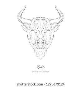 Symmetrical Vector portrait illustration of bull farm animal Hand drawn ink realistic sketching isolated on white. Perfect for agriculture farm logo branding design.