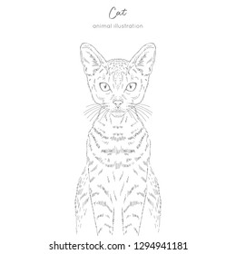 Symmetrical Vector portrait illustration of cat. Hand drawn ink realistic sketching isolated on white. Perfect for logo branding t-shirt coloring book design.