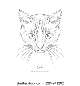 Symmetrical Vector portrait illustration of cat. Hand drawn ink realistic sketching isolated on white. Perfect for logo branding t-shirt coloring book design.