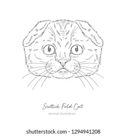 Symmetrical Vector portrait illustration of cat. Hand drawn ink realistic sketching isolated on white. Perfect for logo branding t-shirt coloring book design.