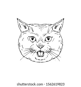 Symmetrical Vector portrait illustration of cat. Hand drawn ink realistic sketching isolated on white. Perfect for logo branding t-shirt coloring book design