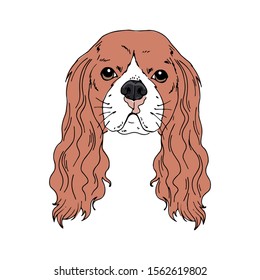 Symmetrical Vector portrait illustration of Cavalier King Charles Spaniel dog breed. Hand drawn ink realistic coloured sketching isolated on white. Perfect for logo branding t-shirt design