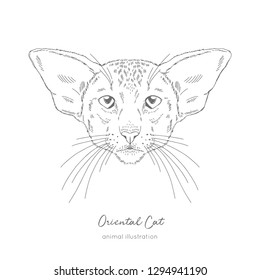 Symmetrical Vector portrait illustration of Oriental cat. Hand drawn ink realistic sketching isolated on white. Perfect for logo branding t-shirt coloring book design.