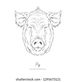 Symmetrical Vector portrait illustration of pig farm animal. Hand drawn ink realistic sketching isolated on white. Perfect for agriculture farm logo branding design.