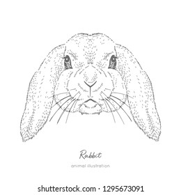 Symmetrical Vector portrait illustration of rabbit farm animal Hand drawn ink realistic sketching isolated on white. Perfect for agriculture farm logo branding design.