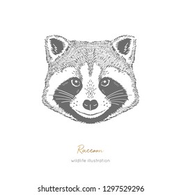 Symmetrical Vector portrait illustration of raccoon forest animal. Hand drawn ink realistic animal sketching isolated on white. Perfect for logo branding design.