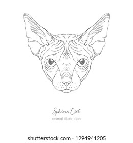 Symmetrical Vector portrait illustration of Sphinx cat. Hand drawn ink realistic sketching isolated on white. Perfect for logo branding t-shirt coloring book design.