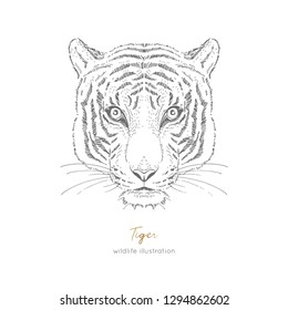 Symmetrical Vector portrait illustration of tiger. Hand drawn ink realistic sketching isolated on white. Perfect for logo branding t-shirt coloring book design.