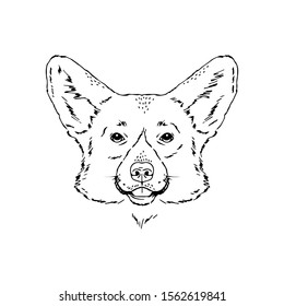 Symmetrical Vector portrait illustration of Welsh Corgi dog breed. Hand drawn ink realistic sketching isolated on white. Perfect for logo branding t-shirt design