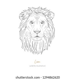 Symmetrical Vector portrait illustration of wild lion cat. Hand drawn ink realistic sketching isolated on white. Perfect for logo branding t-shirt coloring book design.
