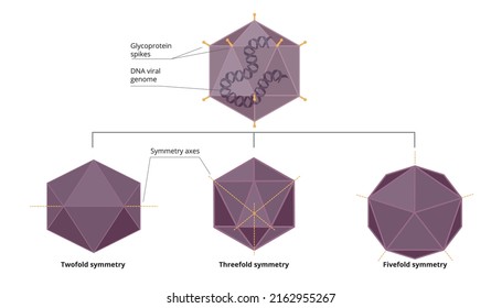 Symmetry variations of viral icosahedron capsid. Three types of icosahedron capsid: twofold, threefold, and fivefold symmetry.