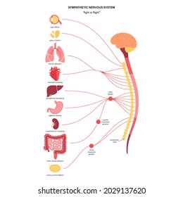 Sistema nervioso simpático. Diagrama de las conexiones del cerebro y los nervios. Concepto de CNS. Anatomía de la médula espinal y de los órganos internos. Afiche infográfico para la clínica de neurología o la educación ilustración vectorial plana