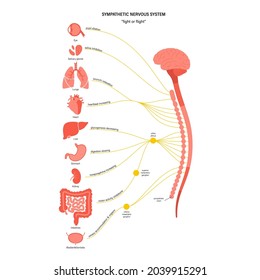 Sistema nervioso simpático. Diagrama de las conexiones del cerebro y los nervios. Concepto de CNS. Anatomía de la médula espinal y de los órganos internos. Afiche infográfico para la clínica de neurología o la educación ilustración vectorial plana