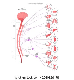 Sistema nervioso simpático. Diagrama de las conexiones del cerebro y los nervios. Concepto de CNS. Anatomía de la médula espinal y de los órganos internos. Afiche infográfico para la clínica de neurología o la educación ilustración vectorial plana