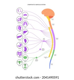 Sistema nervioso simpático. Diagrama de las conexiones del cerebro y los nervios. Concepto de CNS. Anatomía de la médula espinal y de los órganos internos. Afiche infográfico para la clínica de neurología o la educación ilustración vectorial plana