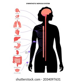 Sympathetic nervous system in the human body. Diagram of brain and nerves connections in female silhouette. CNS concept. Spinal cord and internal organs anatomy medical poster flat vector illustration