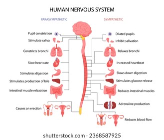 Sympathetic parasympathetic concept. Anatomy and biology. Medical teaching materials and infographics. Brain and spine. Cartoon flat vector illustration isolated on white background