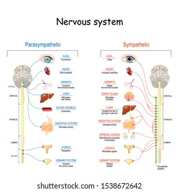Sympathetic And Parasympathetic Nervous System. Difference. diagram with connected inner organs and brain and spinal cord. Educational guide of human anatomy.  vector illustration for medical use