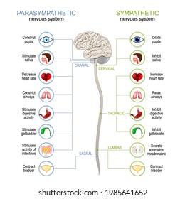 Sistema Nervioso Simpático Y Parasimpático. Diferencia. diagrama con órganos internos conectados, cerebro y médula espinal. ilustración vectorial