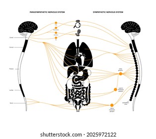 Sympathetic and parasympathetic nervous systems. Diagram of human brain and nerves connections. Autonomic system infographic poster. CNS concept. Spinal cord and internal organs vector illustration.