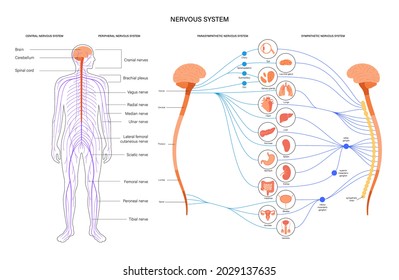 Sympathetic and parasympathetic nervous systems. Diagram of brain and nerves connections. Autonomic nervous system infographic poster. Spinal cord and internal organs in human body vector illustration