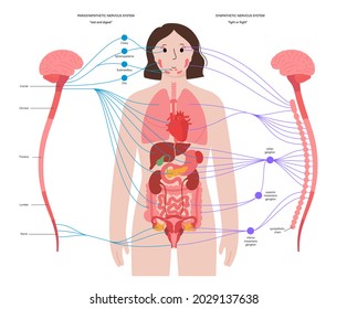 Sympathetic and parasympathetic nervous systems. Diagram of brain and nerves connection. Autonomic nervous system infographic poster. Spinal cord and internal organs in female body vector illustration
