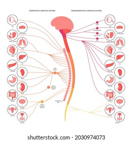 Sistemas nerviosos simpáticos y parasimpáticos. Diagrama de conexiones de cerebro humano y nervios. Afiche de la infografía del sistema autónomo. Concepto de CNS. Ilustración vectorial de la médula espinal y órganos internos.