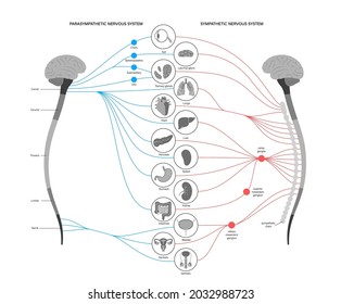 Sympathisches und parasympathisches Nervensystem. Abbildung des menschlichen Gehirns und der Nerven Verbindungen. Autonome System Infografik Poster. ZNS-Konzept. Rückenmark und innere Organe, Vektorgrafik.