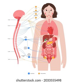 Sympathetic and parasympathetic nervous systems. Diagram of brain and nerves connection. Autonomic nervous system infographic poster. Spinal cord and internal organs in female body vector illustration