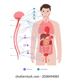 Sympathisches und parasympathisches Nervensystem. Abbildung des Gehirns und der Nerven Verbindungen. Autonome Nervensystem Infografik Poster. Rückenmark und innere Organe des menschlichen Körpers, Vektorgrafik