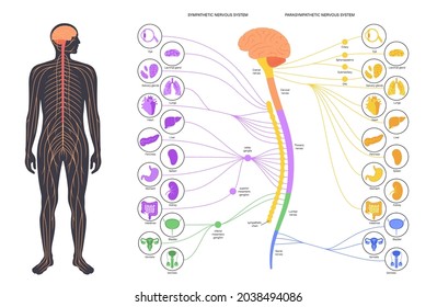 Sympathisches und parasympathisches Nervensystem. Abbildung des Gehirns und der Nerven Verbindungen. Autonome Nervensystem Infografik Poster. Rückenmark und innere Organe des menschlichen Körpers, Vektorgrafik