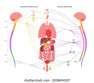 Sympathetic and parasympathetic nervous systems. Diagram of human brain and nerves connections. Autonomic system infographic poster. CNS concept. Spinal cord and internal organs vector illustration.