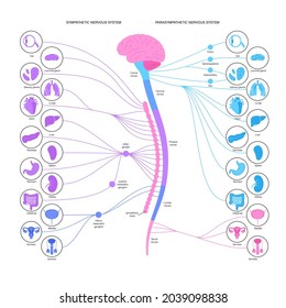 Sympathisches und parasympathisches Nervensystem. Abbildung des menschlichen Gehirns und der Nerven Verbindungen. Autonome System Infografik Poster. ZNS-Konzept. Rückenmark und innere Organe, Vektorgrafik.