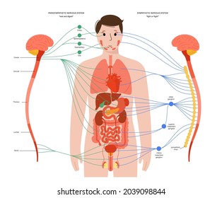 Sympathetic and parasympathetic nervous systems. Diagram of brain and nerves connections. Autonomic nervous system infographic poster. Spinal cord and internal organs in human body vector illustration