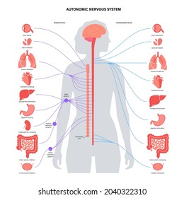 Sympathetic and parasympathetic nervous systems. Diagram of brain and nerves connection. Autonomic nervous system infographic poster. Spinal cord and internal organs in female body vector illustration