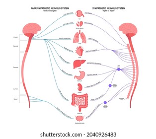 Sympathisches und parasympathisches Nervensystem. Abbildung des menschlichen Gehirns und der Nerven Verbindungen. Autonome System Infografik Poster. ZNS-Konzept. Rückenmark und innere Organe, Vektorgrafik.