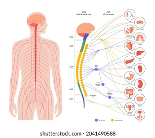 Sympathetic and parasympathetic nervous systems. Diagram of brain and nerves connections. Autonomic nervous system infographic poster. Spinal cord and internal organs in human body vector illustration