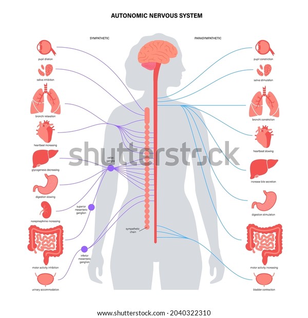 Sympathetic Parasympathetic Nervous Systems Diagram Brain Stock Vector Royalty Free 2040322310