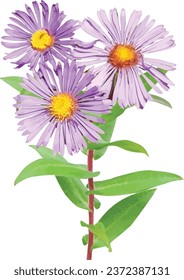 Symphyotrichum novae-angliae (New England Aster) Native North American Wildflower 