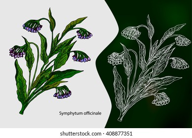 Symphytum officinale, Common comfrey or true comfrey, Quaker comfrey, cultivated comfrey, boneset, knitbone, consound, and slippery-root. Hand drawn medical herbs.