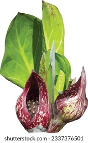 Symplocarpus foetidus (Skunk Cabbage) Native North American Wetland Wildflower