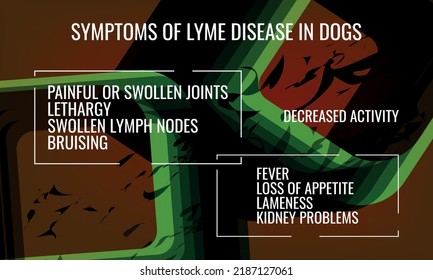 symptoms of Lyme Disease IN dogs.  Vector illustration for medical journal or brochure. 