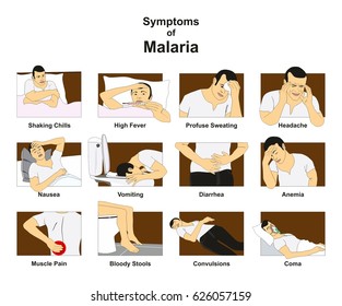 Symptoms Of Malaria Infographic Diagram With Conceptual Drawing Including Shaking Chills Fever Sweating Headache Nausea Vomiting Diarrhea Anemia Coma For Medical Science Education