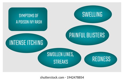 SYMPTOMS OF Poison Ivy Rash.  Vector Illustration For Medical Journal Or Brochure. 