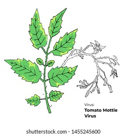 Symptoms of Tomato Mottle Virus vector illustration, hosts and appearance. Vegetable crops diseases illustration. Hand drawn colored tomato virus isolated on white background.